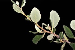 Cercocarpus fothergilloides