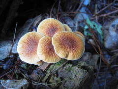 Cystoderma clastotrichum
