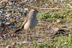 Cercotrichas coryphoeus cinerea