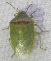 Piezodorus guildinii