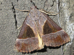 Hypena trigonalis