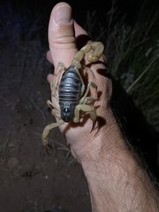 Hadrurus spadix