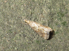 Microchilo inexpectellus