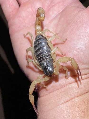 Black Hairy Scorpion