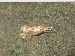 Microchilo inexpectellus