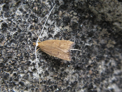 Lecitholaxa thiodora