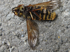 Tabanus chrysurus