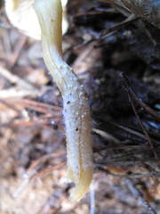 Cystoderma clastotrichum