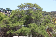 Baccharis pilularis consanguinea