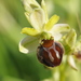 Ophrys sphegodes - Photo (c) Léonard, μερικά δικαιώματα διατηρούνται (CC BY-NC), uploaded by Léonard