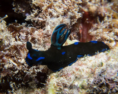 Tambja morosa