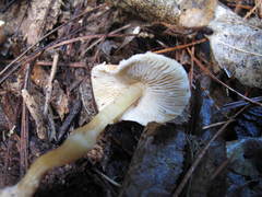 Cystoderma clastotrichum