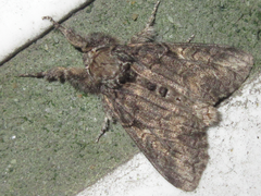 Calliteara conjuncta