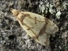 Periacma delegata