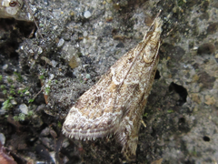 Microchilo inexpectellus