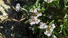 Eriodictyon trichocalyx lanatum