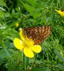 Euphydryas intermedia