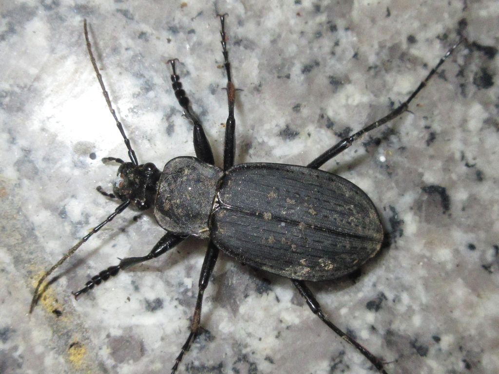 Carabus koreanus