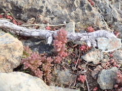 Sedum rupicola