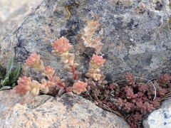 Sedum rupicola
