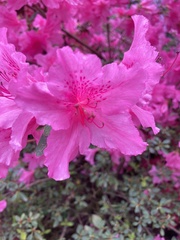 Rhododendron × hybridum