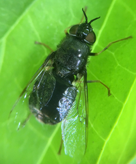 Odontomyia tigrina