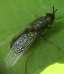 Odontomyia tigrina