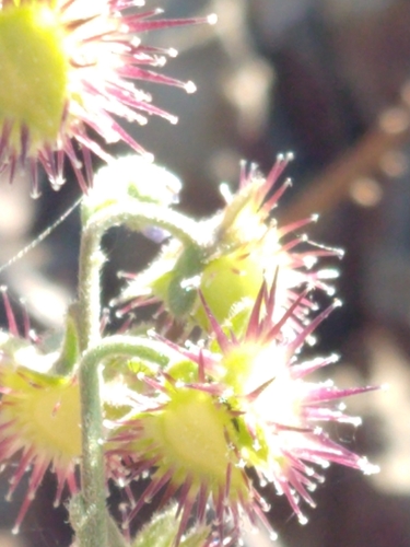 Image of Amethyst Stickseed (Hackelia amethystina) by no rights reserved