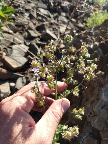 Image of Amethyst Stickseed (Hackelia amethystina) by no rights reserved