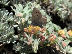 Icaricia icarioides evius