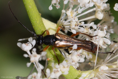 Neobellamira delicata