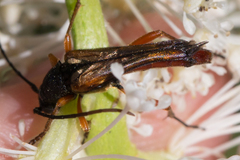 Neobellamira delicata