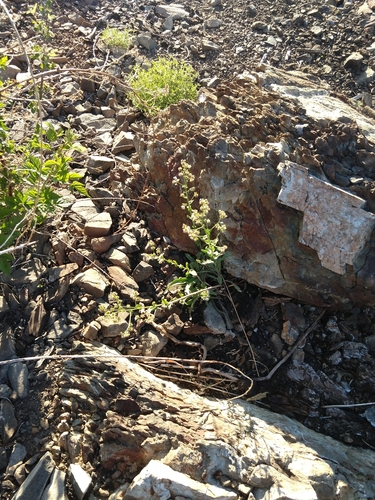 Image of Amethyst Stickseed (Hackelia amethystina) by no rights reserved
