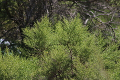 Baccharis pilularis consanguinea