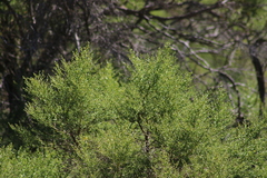 Baccharis pilularis consanguinea