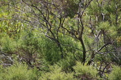 Baccharis pilularis consanguinea
