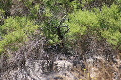 Baccharis pilularis consanguinea