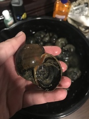 Pomacea canaliculata