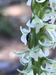 Platanthera yadonii