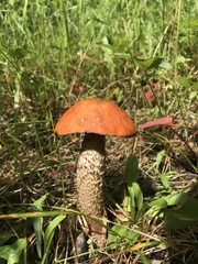 Leccinum boreale