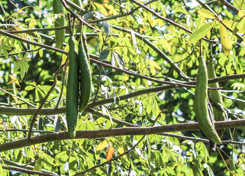 Ceiba pentandra observed 2017-07-30