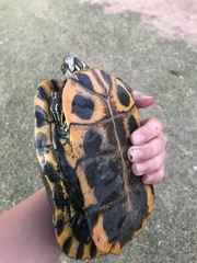Trachemys scripta elegans