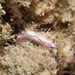 Danielle's Nudibranch - Photo (c) 104623964081378888743, some rights reserved (CC BY-NC), uploaded by David R