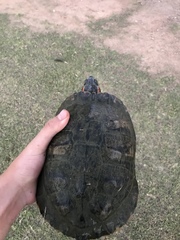 Trachemys scripta elegans