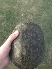 Trachemys scripta elegans