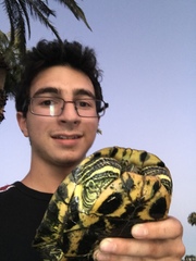 Trachemys scripta elegans