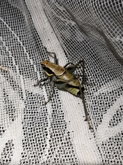 Eupholidoptera smyrnensis