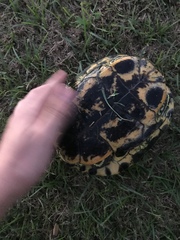 Trachemys scripta elegans