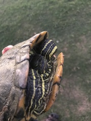 Trachemys scripta elegans