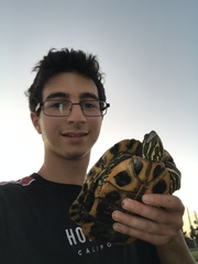 Trachemys scripta elegans